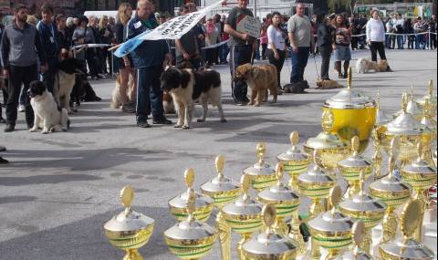 Златно и мраморно куче на киноложките изложби в Пловдив - 1