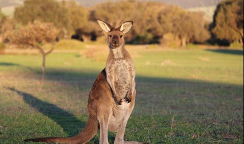 Стотици кенгурута атакуваха град в Австралия (ВИДЕО) - 1