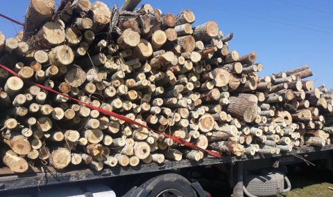 Бракониери изсичат между 17 и 20 хиляди м3 годишно от горите ни - 1