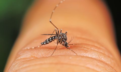 Опасни за човека комари могат да се заселят в Европа в резултат на изменението на климата - 1