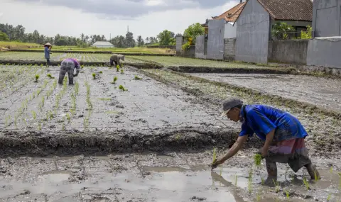 Indonesia will not import more rice  - 1