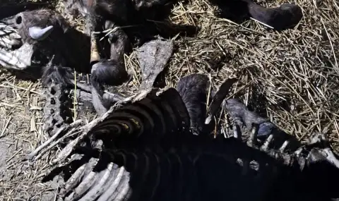 БАБХ потвърди антракс в Силистренско - 1