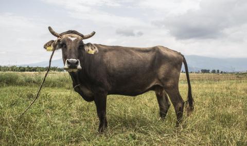 Пенка, най-известната крава, роди - 1