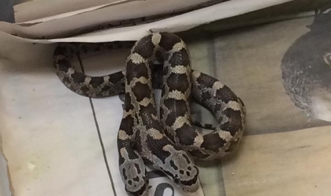 Откриха двуглава змия в Тексас - 1