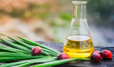 Диетолог: Палмовото масло не е по-вредно от другите мазнини, не е отровно и не води до рак - 1