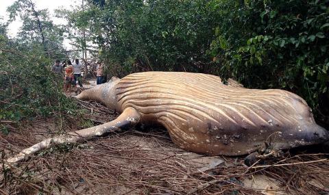 Откриха мъртъв кит в... джунглата - 1