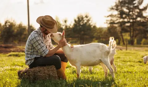 Хванаха чистач да задоволява нагона си с коза във ветеринарна клиника - 1