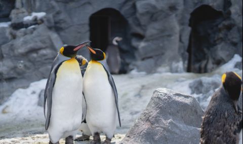 Капризни пингвини отказват да ядат евтина храна (ВИДЕО) - 1