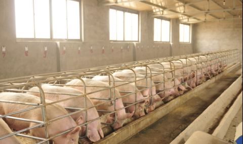 2 г. след чумата: Производството на свинско не е възстановено напълно - 1