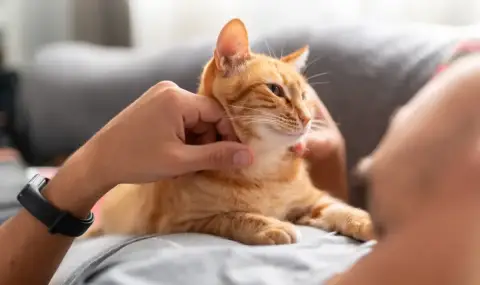 Котките също страдат от деменция - 1