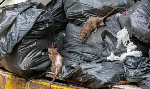 Нашествие: Англичанин откри близо 60-сантиметров плъх в дома си (СНИМКА) - 1