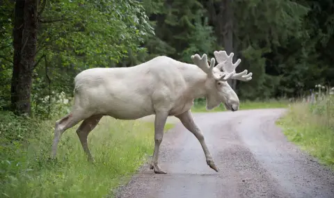 Катастрофа между кола и лос отне живота на българин в Аляска - 1