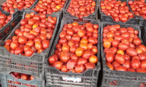 Шокиращи цени в Румъния: първите домати за сезона стигнаха 20 евро за килограм - 1