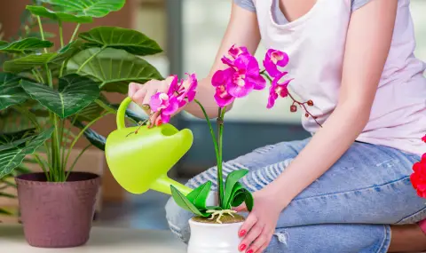 10-секунден трик за поливане на орхидеите през зимата, споделя експерт градинар - 1