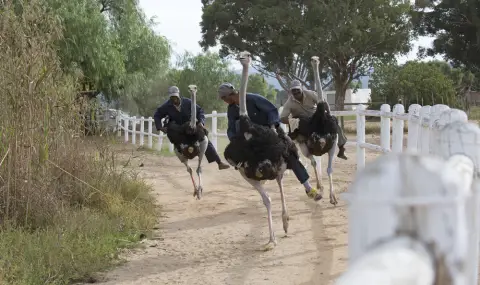 Китаец превръща щраусите в коне, язди ги по улиците (ВИДЕО) - 1