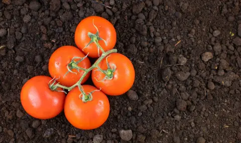 След мистериозното му изчезване откриха първия домат, отгледан в Космоса - 1