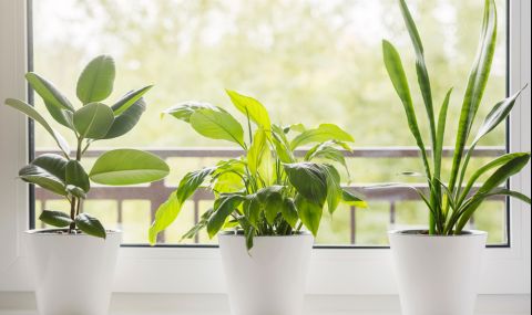 Сложете тези растения в дома си за добро здраве и сън - 1