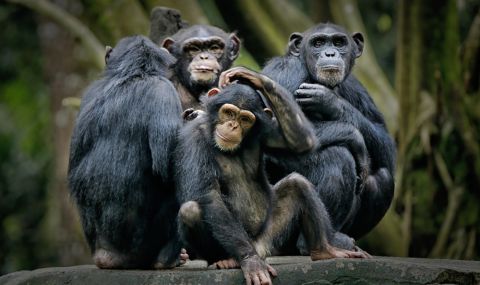 Диви шимпанзета използват военни тактики помежду си - 1