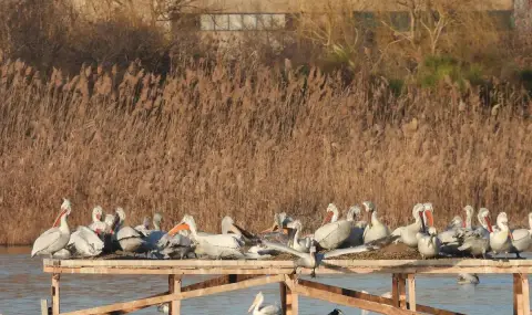 Пожар в защитена местност край Тутракан  - 1