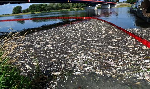 Близо 200 тона измряла риба в река Одер: Какво се знае? - 1