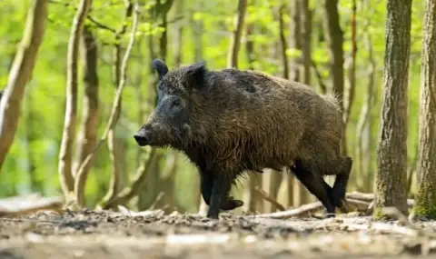 Poachers shot a wild boar in advanced pregnancy above Simitli  - 1