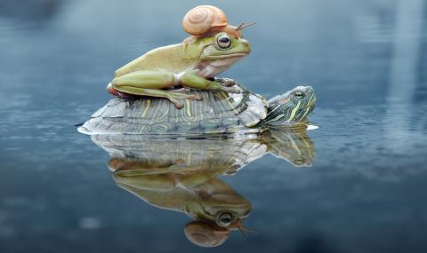 Притча за силата на насърчението - 1