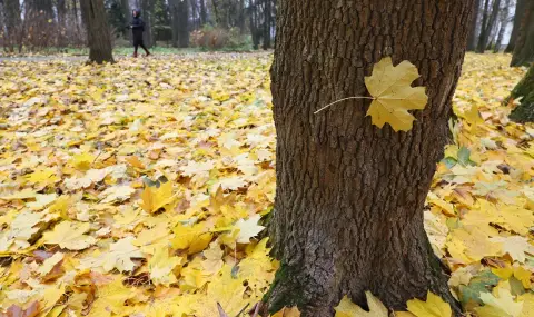 Заплатите в държавните горски и ловни стопанства ще бъдат увеличени със задна дата - 1