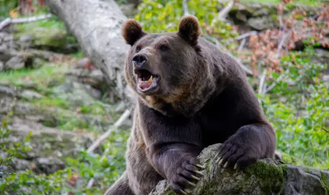 Гладна мечка отказа да участва в шоу и нападна работник в зоопарк за храна (ВИДЕО) - 1