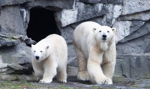 Бели мечки обсадиха руско село - 1