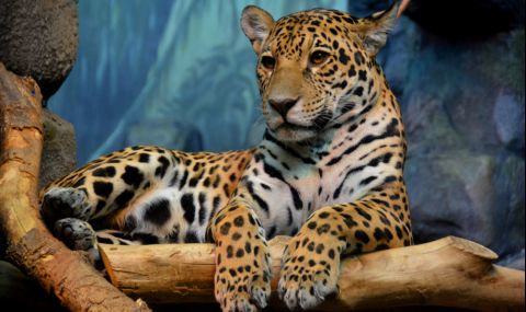 Пуснаха майка ягуар и малките ѝ на свобода в Аржентина (ВИДЕО) - 1