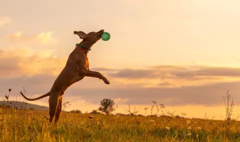 Британец случайно засне НЛО, докато снимаше кучето си (ВИДЕО) - 1