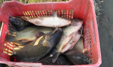 Иззеха 250 кг риба от нерегламентирани търговци - 1