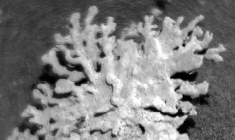Марсоходът Curiosity откри „корал“ на Марс на милиарди години - 1