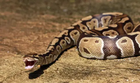 Селяни убиха питон, след като той изяде пет кози в Мулвибазар (СНИМКА) - 1