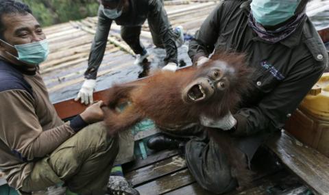 Масово клане на орангутани в Борнео - 1