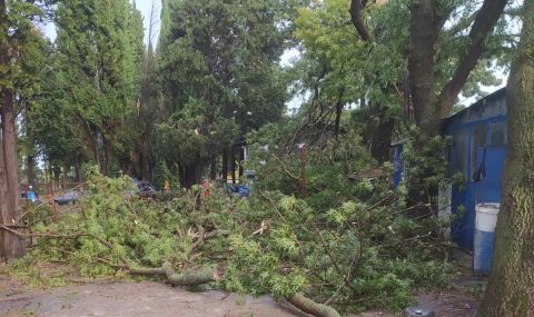Буря връхлетя Шумен, дърво се стовари върху 66-годишна жена - 1