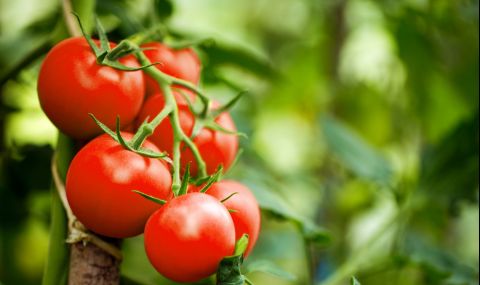 Как да поливаме правилно доматите за богата реколта - 1