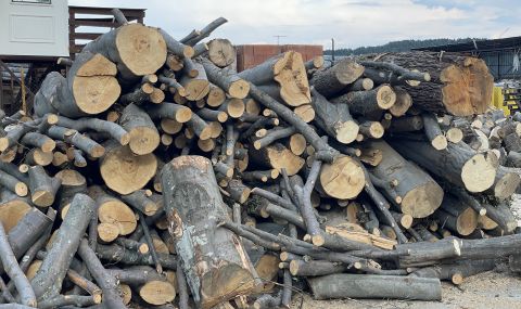 Сечта в Странджа: Около 926 000 кубика е дърводобива за 2023 г. - 1