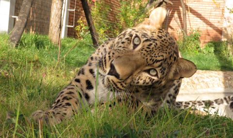 Леопардът от зоопарка в Стара Загора избягал заради отключена врата. Върнат е в клетката си  - 1