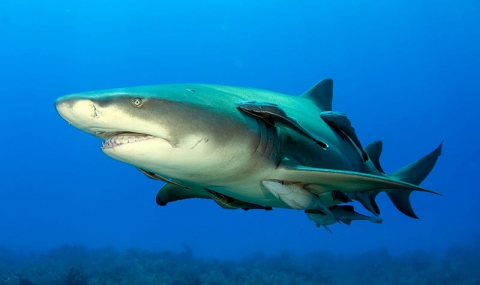 Лимоновите акули се връщат по родните си места, за да родят - 1