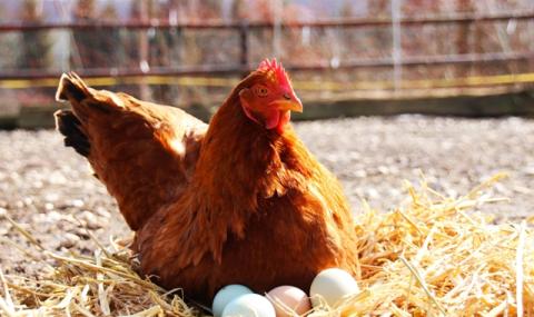 Учени посочиха кафявите или белите яйца са по-полезни - 1