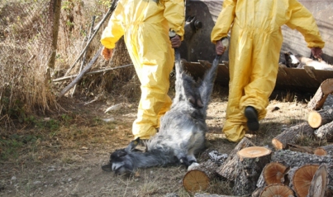 90 кози и овце убити заради шарка в Странджа - 1