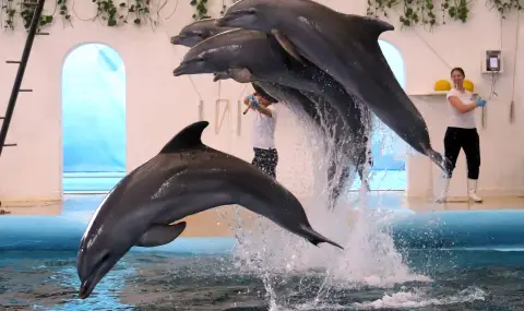 Делфинариумът във Варна подарява безплатни билети на децата за 1 юни - 1