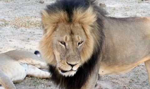 Братът на убития лъв Сесил е жив - 1