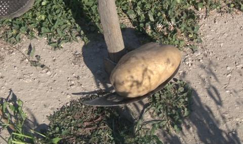 Самоковският картоф умря - 1