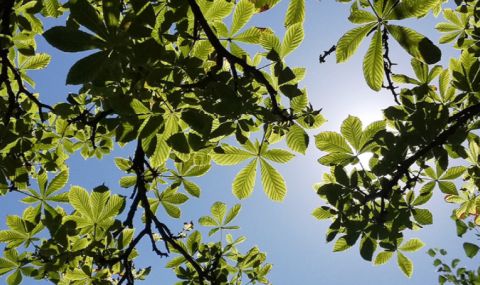 Слънчево начало на седмицата - 1