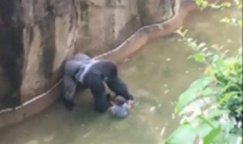 Застреляха горила в зоопарк, нападнала дете (видео) - 1