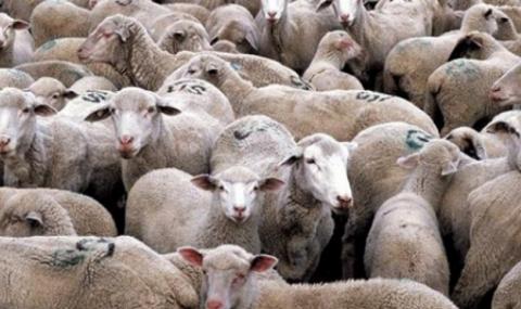 15 000 овце корабокрушираха в Черно море - 1