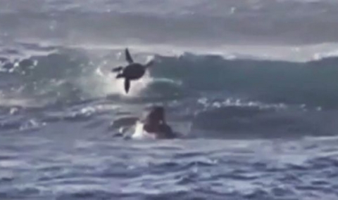 Делфин събори сърфист и той откачи от щастие - 1