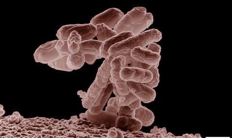 Джобен микроскоп засича опасни бактерии - 1